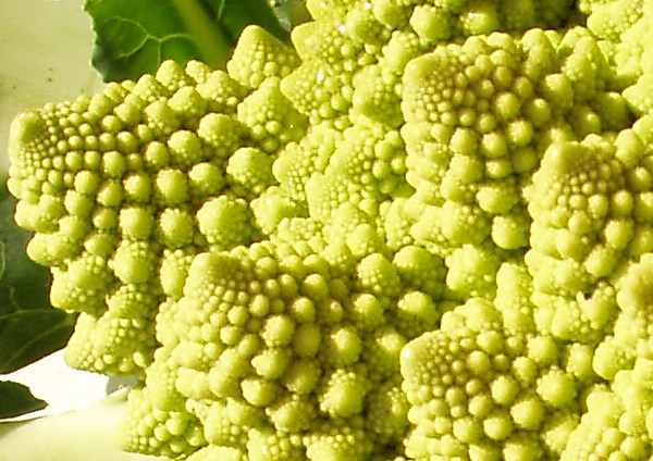 Chou romanesco