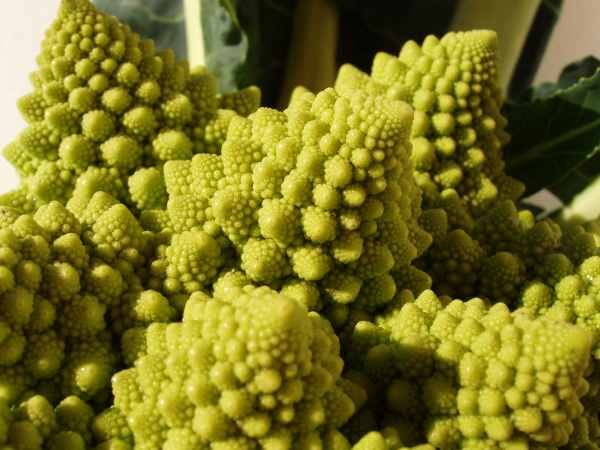 Chou romanesco