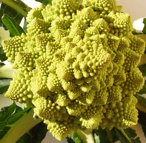 Chou romanesco