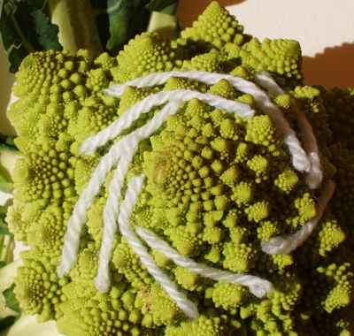 Chou romanesco