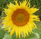 fleur de tournesol