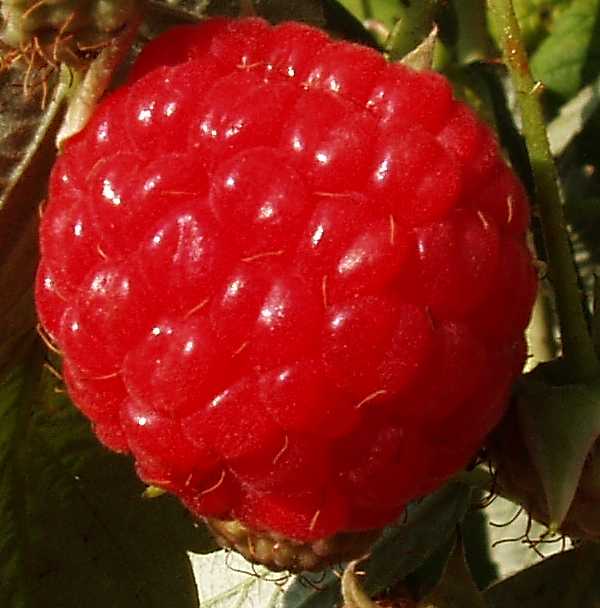 framboise