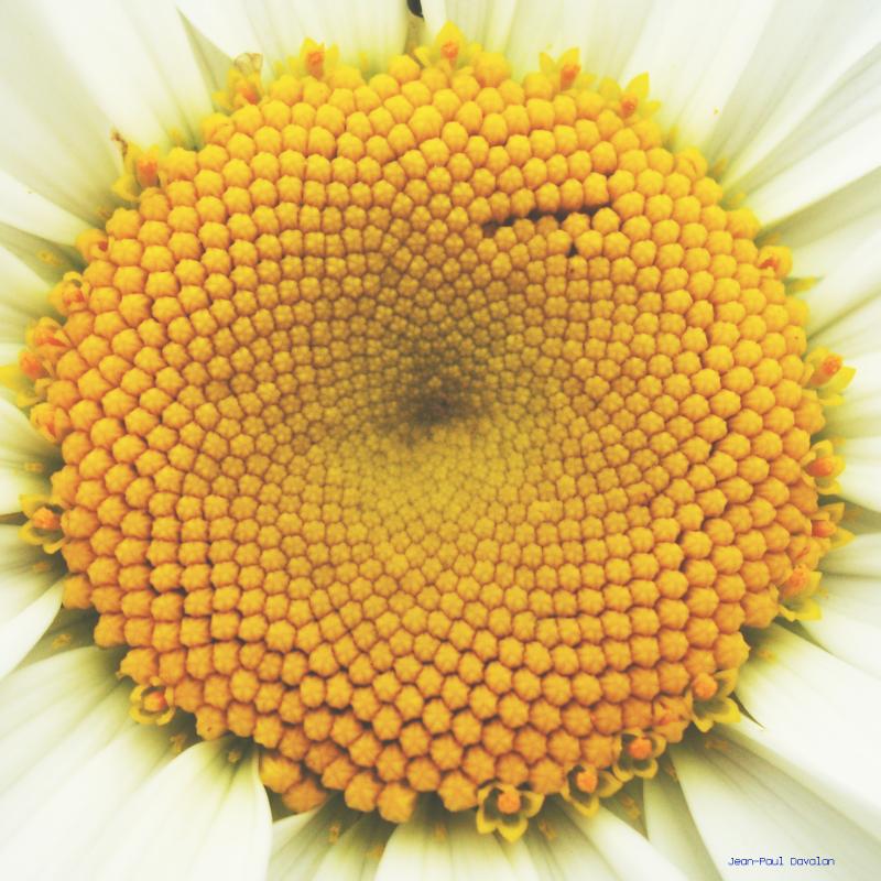 Marguerite