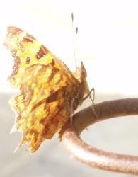 Polygonia C-album